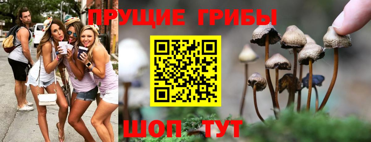 Псилоцибиновые грибы Psilocybe Бердск